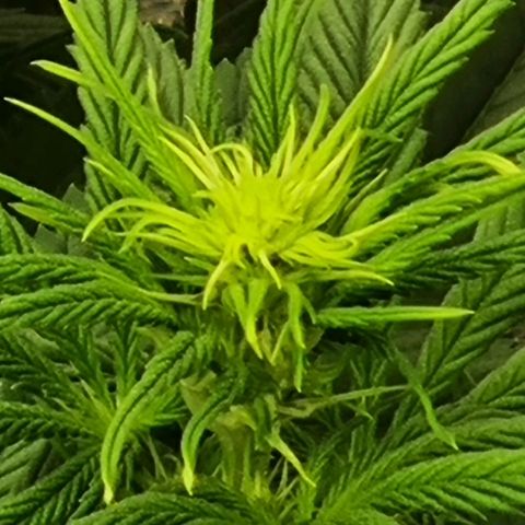 Strawberry Lemonade #1 growlog timeline photo