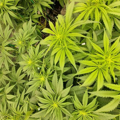 Strawberry Lemonade #1 growlog timeline photo