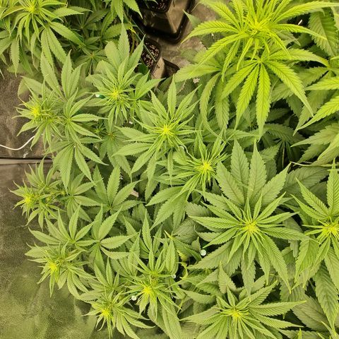 Strawberry Lemonade #1 growlog timeline photo