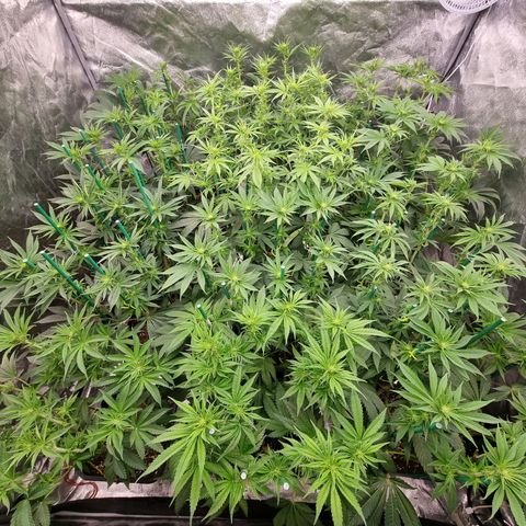 Strawberry Lemonade #1 growlog timeline photo