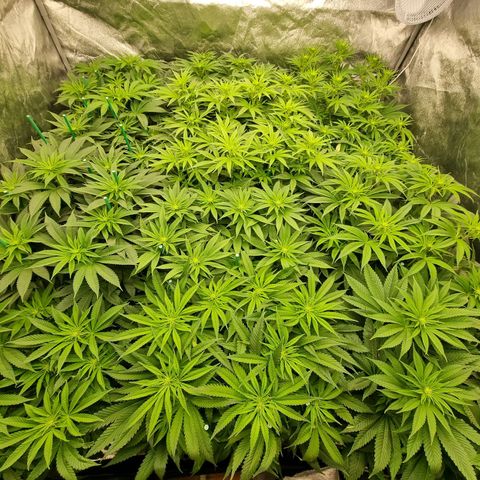Strawberry Lemonade #1 growlog timeline photo