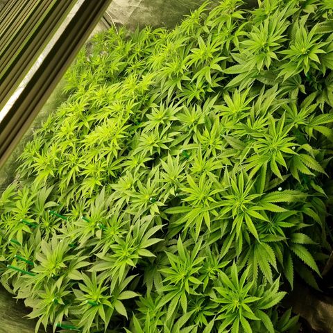 Strawberry Lemonade #1 growlog timeline photo