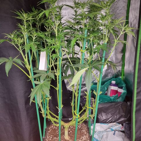 Strawberry Lemonade #1 growlog timeline photo