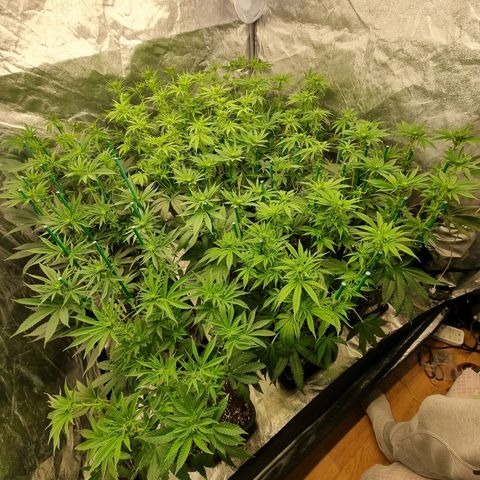 Strawberry Lemonade #1 growlog timeline photo
