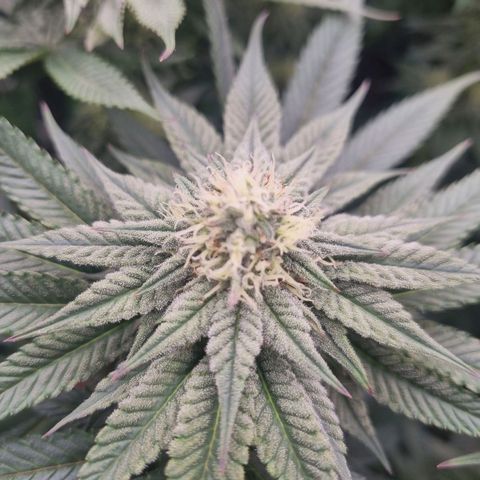 Strawberry Lemonade #1 growlog timeline photo