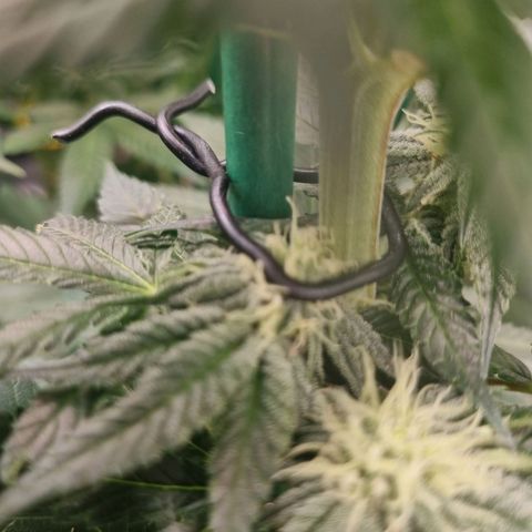 Strawberry Lemonade #1 growlog timeline photo