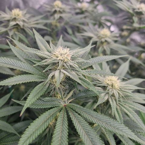 Strawberry Lemonade #1 growlog timeline photo