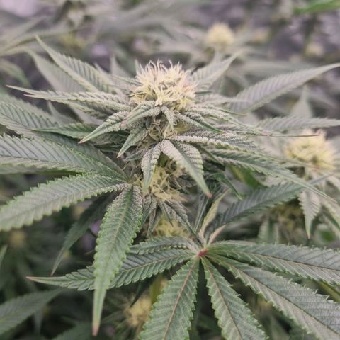 Strawberry Lemonade #1 growlog timeline photo