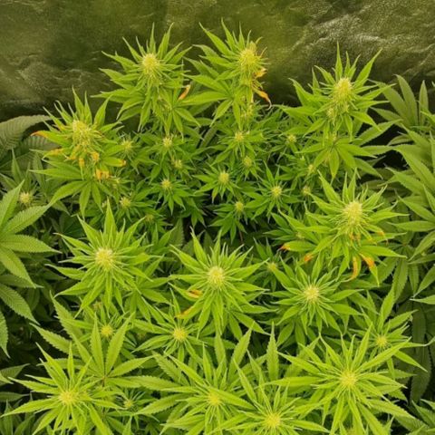 Strawberry Lemonade #1 growlog timeline photo