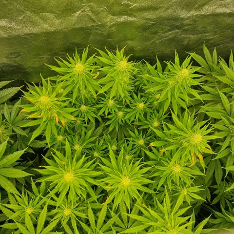 Strawberry Lemonade #1 growlog timeline photo