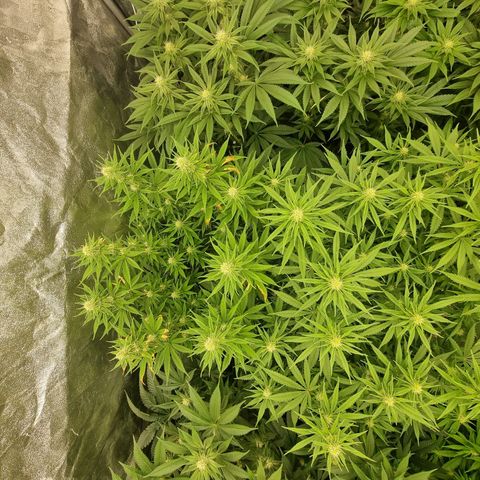 Strawberry Lemonade #1 growlog timeline photo