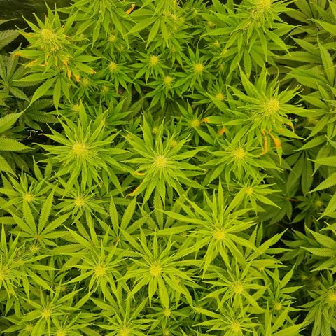 Strawberry Lemonade #1 growlog timeline photo