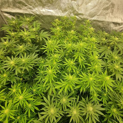 Strawberry Lemonade #1 growlog timeline photo