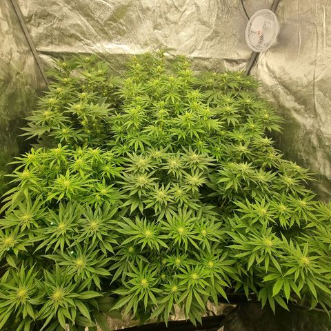Strawberry Lemonade #1 growlog timeline photo