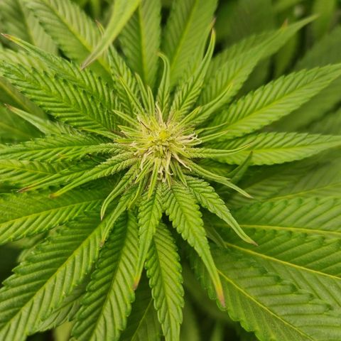 Strawberry Lemonade #1 growlog timeline photo