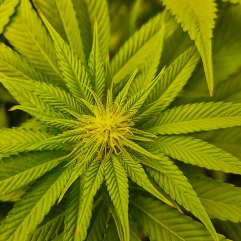 Strawberry Lemonade #1 growlog timeline photo