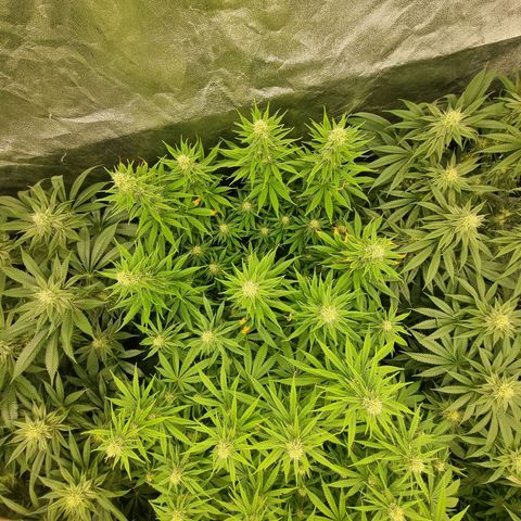 Strawberry Lemonade #1 growlog timeline photo