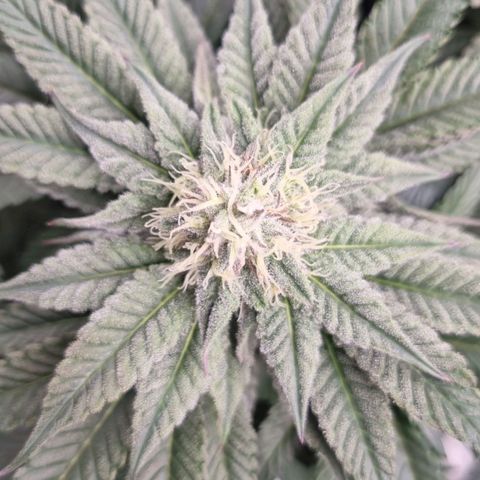 Strawberry Lemonade #1 growlog timeline photo