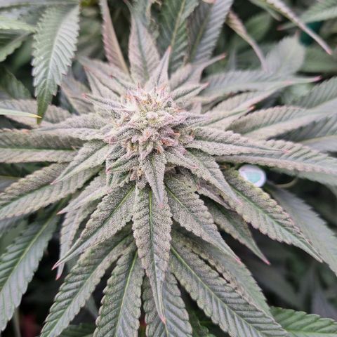 Strawberry Lemonade #1 growlog timeline photo