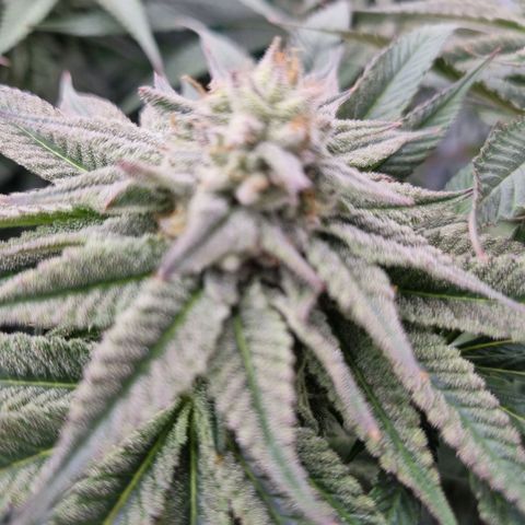 Strawberry Lemonade #1 growlog timeline photo