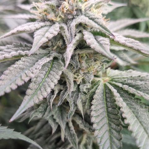Strawberry Lemonade #1 growlog timeline photo