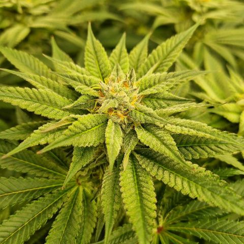 Strawberry Lemonade #1 growlog timeline photo