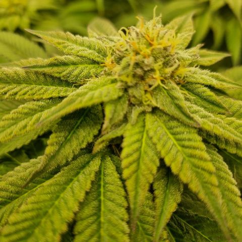 Strawberry Lemonade #1 growlog timeline photo
