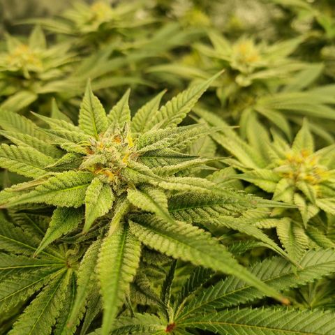 Strawberry Lemonade #1 growlog timeline photo