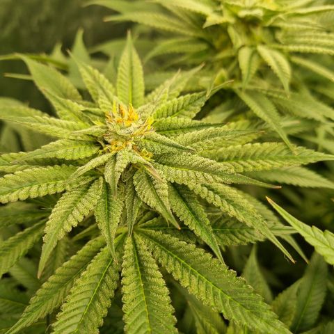 Strawberry Lemonade #1 growlog timeline photo