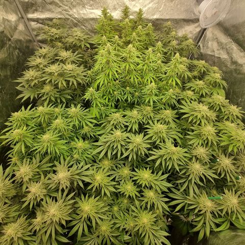 Strawberry Lemonade #1 growlog timeline photo