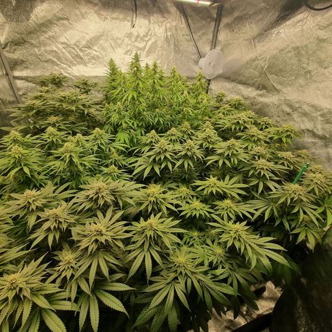 Strawberry Lemonade #1 growlog timeline photo