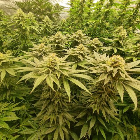 Strawberry Lemonade #1 growlog timeline photo