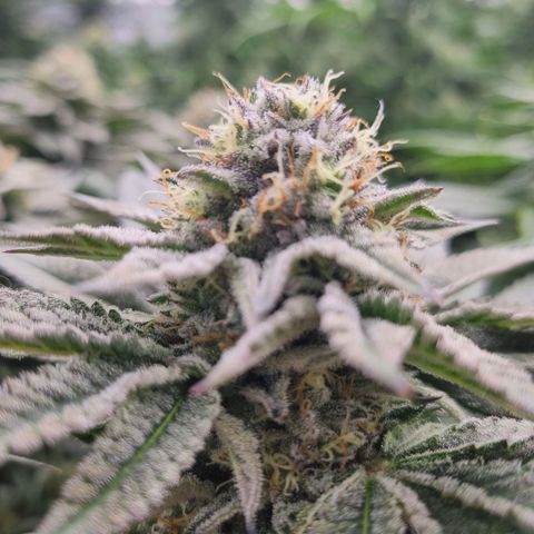 Strawberry Lemonade #1 growlog timeline photo