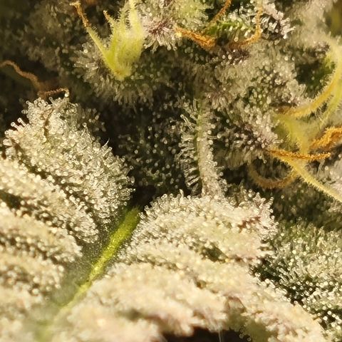 Strawberry Lemonade #1 growlog timeline photo