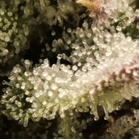 Strawberry Lemonade #1 growlog timeline photo
