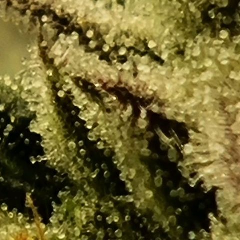 Strawberry Lemonade #1 growlog timeline photo