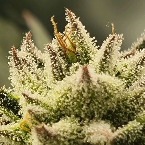 Strawberry Lemonade #1 growlog timeline photo