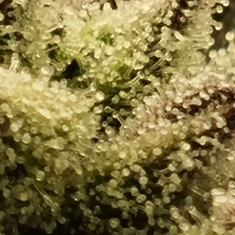 Strawberry Lemonade #1 growlog timeline photo