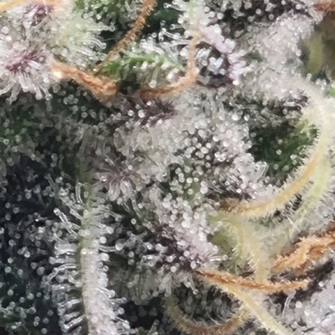 Strawberry Lemonade #1 growlog timeline photo