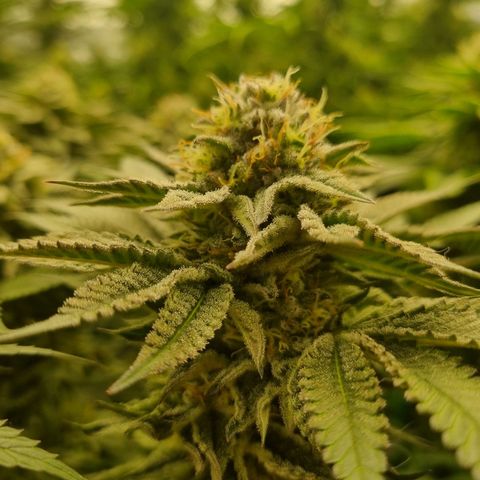 Strawberry Lemonade #1 growlog timeline photo