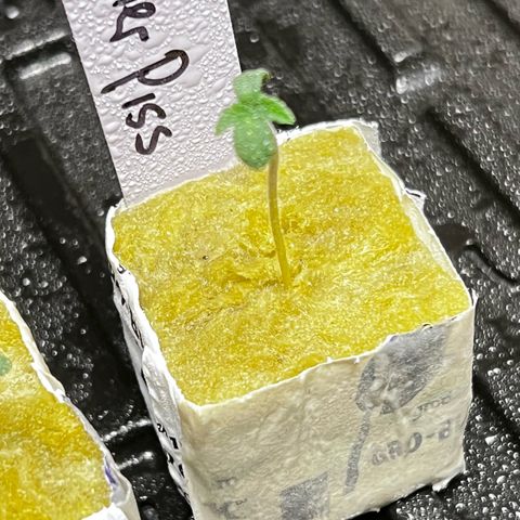 Panther Piss growlog photo:  Just started from seed