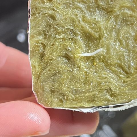 Panther Piss growlog photo:  Just started from seed