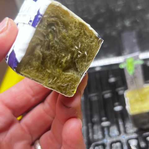 Panther Piss growlog photo:  Still in humidity dome rooting and growing quick