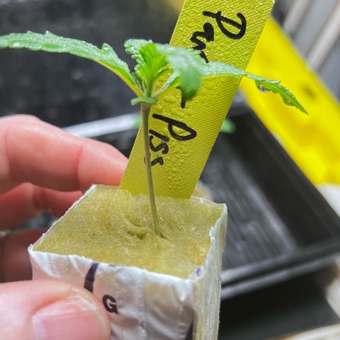 Panther Piss growlog photo: Planting my gro block plugs into a 4x4x4 Rockwool Cube 