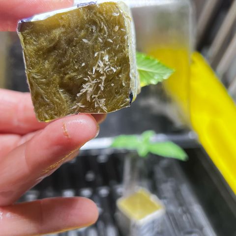 Panther Piss growlog photo: Planting my gro block plugs into a 4x4x4 Rockwool Cube 