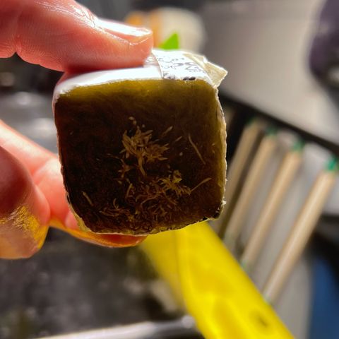 Panther Piss growlog photo: Planting my gro block plugs into a 4x4x4 Rockwool Cube 