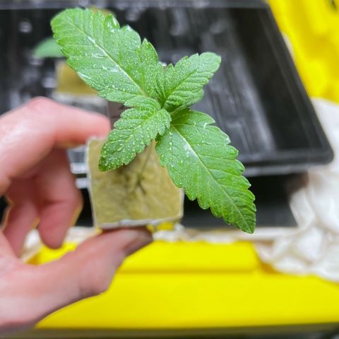 Panther Piss growlog photo: Planting my gro block plugs into a 4x4x4 Rockwool Cube 