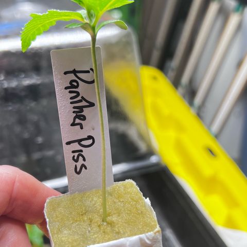 Panther Piss growlog photo: Planting my gro block plugs into a 4x4x4 Rockwool Cube 