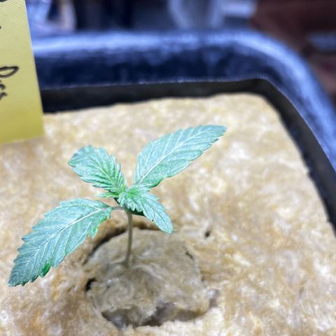 Panther Piss growlog photo: Day when they went to there permanent home 4x4x4 rockwool cube 