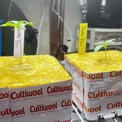 Panther Piss growlog photo: Day when they went to there permanent home 4x4x4 rockwool cube 